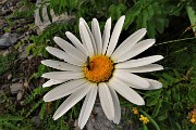 94 Margherita con ospite (Leucanthemum vulgare)